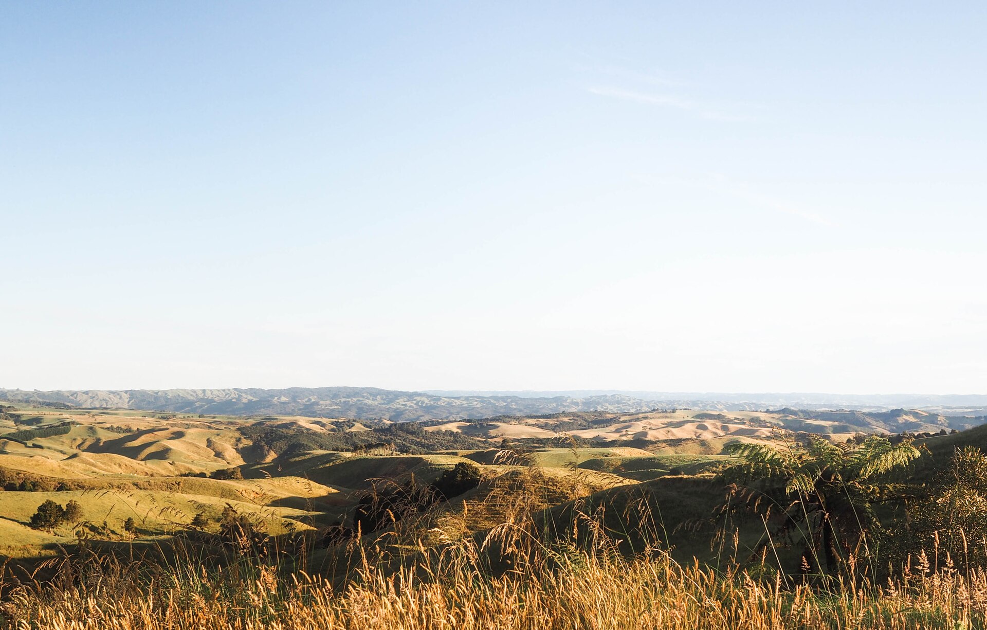 Golden hour over rolling New Zealand hill country, tussock in the foreground